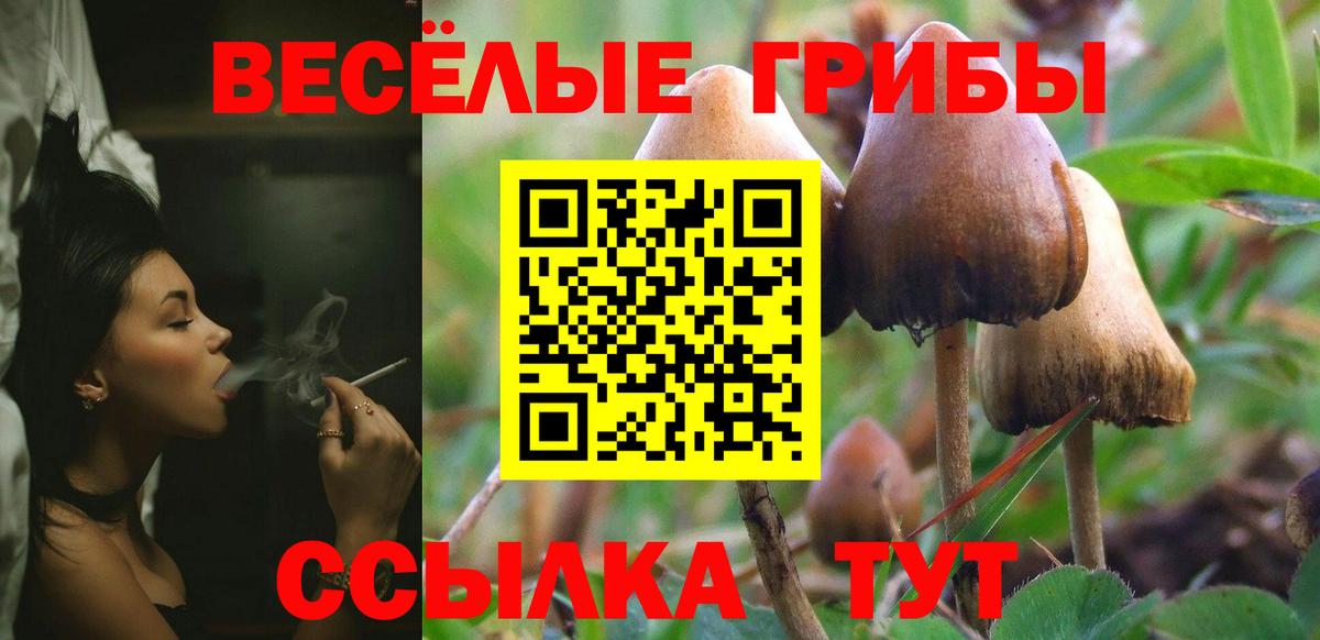 Псилоцибиновые грибы Psilocybe Зеленокумск